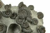 Fossil Ammonite (Arnioceras) Cluster - Holderness Coast, England #243473-2